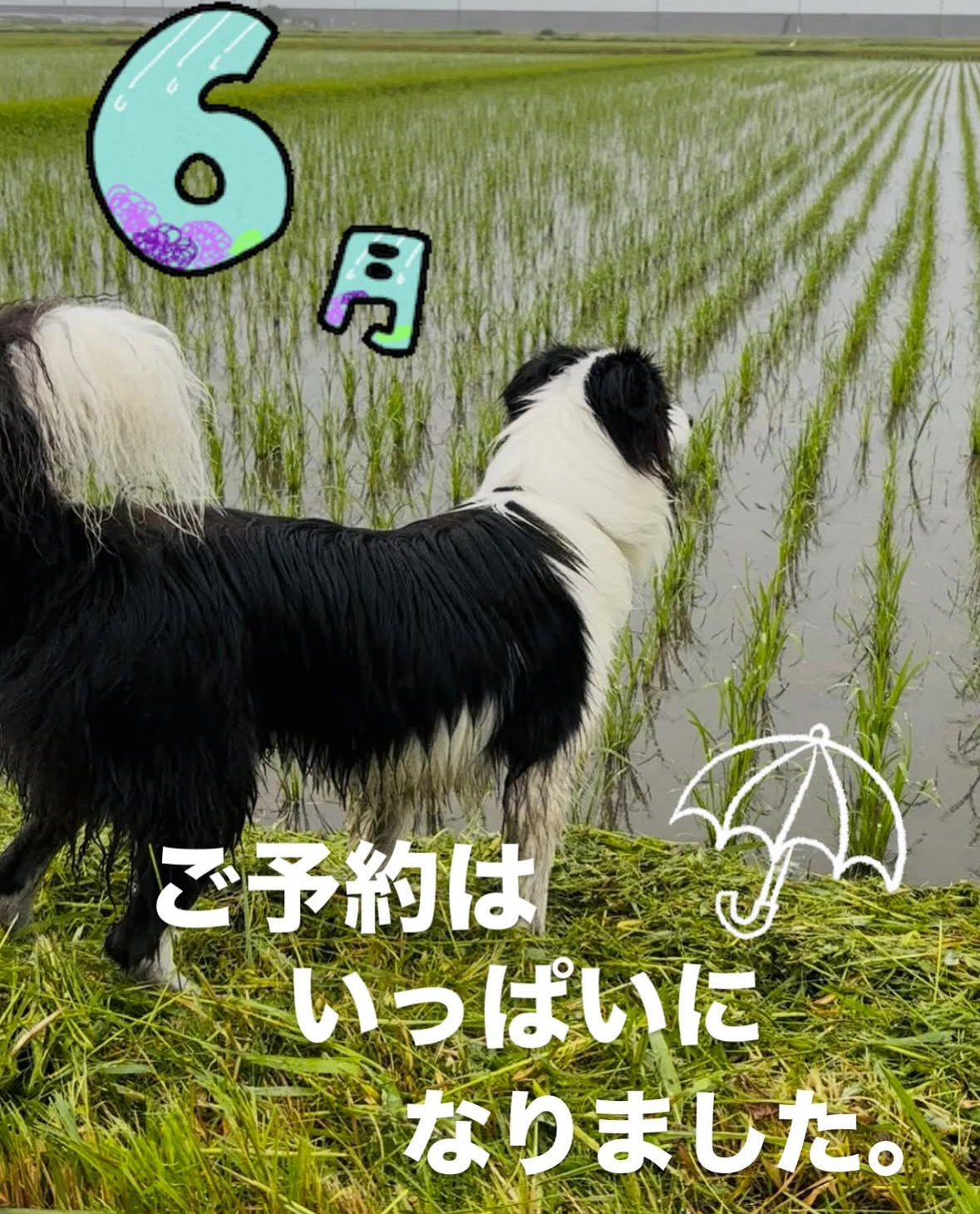 7月の営業予定です^ ^よろしくお願いします🏵️